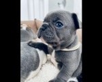 Francuski buldog